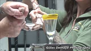 Copperhead Snake Venom Extraction [upl. by Lubeck]