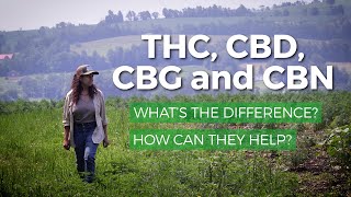 Marijuana THC vs CBD CBG CBN What’s the difference What are health benefits of each [upl. by Bernstein]