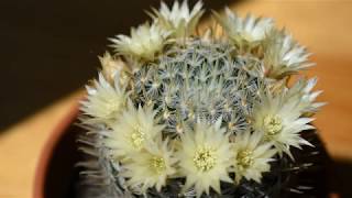 How I take care of cactus Mammillaria duwei [upl. by Yblek790]