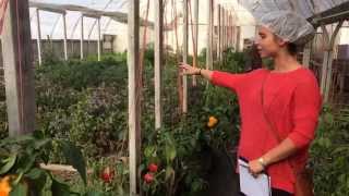 Klamath Falls Geothermal Greenhouse 2 [upl. by Henigman]