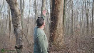 Timber Culture With Derek Babineaux Why IS Cabling A Tree Important [upl. by Haonam886]