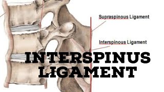 Interspinous ligament [upl. by Trudey268]