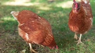 Manejo Productivo de Gallinas Ponedoras  TvAgro por Juan Gonzalo Angel [upl. by Ttekcirc]