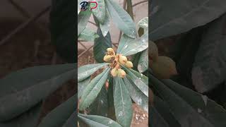 Loquat  Eriobotrya japonica [upl. by Elleret]