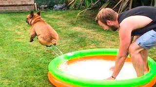 Funniest Dogs Moment Compilation  Try not to Laugh [upl. by Conger279]