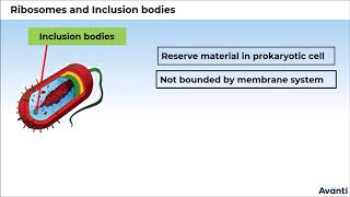 7 11B082 CV3 Ribosomes and Inclusion Bodies [upl. by Gilchrist401]