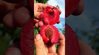 Discover allure of natures beauty shorts nature fruit garden vegetables foryou shortvideo [upl. by Yesllek645]