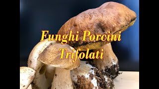 Come Fare i Funghi Porcini Trifolati  Ricetta Saporitissima [upl. by Yedsnil154]