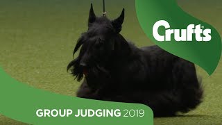 Terrier Group Judging And Presentation  Crufts 2019 [upl. by Marjana]