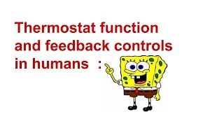 Homeostatic thermostat function in human body [upl. by Ursala]