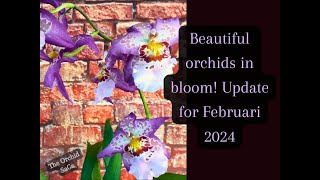 Beautiful orchid blooms Update for Februari [upl. by Ursa]