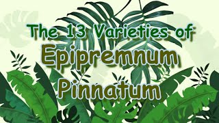 The 13 Varieties of Epipremnum Pinnatum  GeniusMonkey [upl. by Hodge]