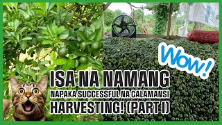 Isa Na Namang Masaganang Pagaani ng Calamansi sa Aming Farm sa Nueva Ecija  Calamansi Harvesting [upl. by Rich]