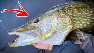 HOW TO SAFELY GRIP PIKE BY THE GILL PLATE  Team Galant [upl. by Nnairet]