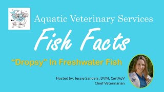 Fish Facts  quotDropsyquot in Freshwater Fish [upl. by Cherish]