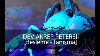 Dev Akrep Heterometrus Petersii  Beslenme [upl. by Giraud]