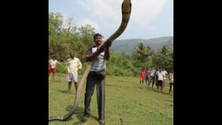 15FEET LONG KING COBRA CAPTURED IN INDIA [upl. by Trixy673]