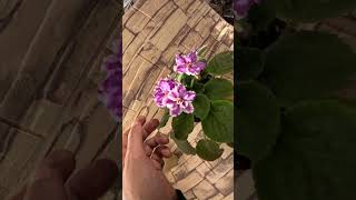 Фиалка фиалкацветёт flowers violet цветы [upl. by Aimek]