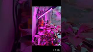 Fytolampa pro rostliny shorts garden gardenseeds seeds plants lampa ledlamps [upl. by Kcirddahc]