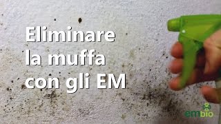 Trattamento Antimuffa Naturale con i Microrganismi Efficaci EM [upl. by Ainessej]