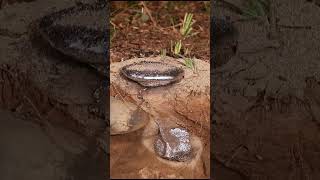 Casting a Fungus Farming Ant Colony with Molten Aluminum Cast 107 shorts [upl. by Bouton]