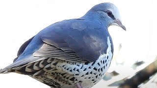 Wonga Pigeon calling in Wentworth Falls Australia [upl. by Lleze]