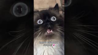 happy noodle day 🥳🎆 cat funny independenceday birthday [upl. by Akzseinga]