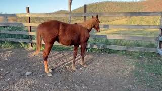 Caboolture Horse Sale “RSR Bold Statement” [upl. by Irina655]