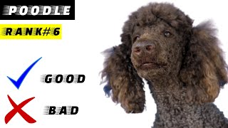 Standard Poodle Pros And Cons  The Good And The Bad [upl. by Karna]