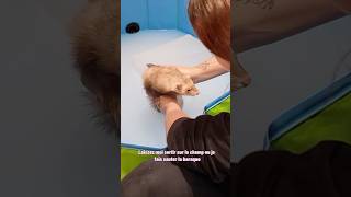 Bain d’avoine de Tsuki 🥰 ps  on ne lave pas un furet  🫶🏻 furet furets ferret ferrets funny [upl. by Niltyak94]