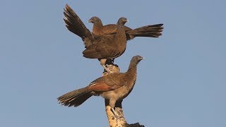 Greyheaded Chachalaca in Costa Rica [upl. by Haidadej]