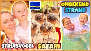 STRUiSVOGEL SAFARi amp STRAND ONTDEKT TUSSEN DE LOCALS OP CURAÇAO 🇨🇼  Bellinga Vlog 3055 [upl. by Noonan38]