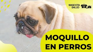 Moquillo en perros  Síntomas Tratamiento y Consejos  Mascota y Salud [upl. by Egin]