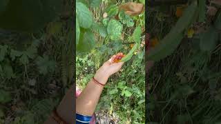 fruit himachal foodlover travelvlog foodvlog [upl. by Jael386]