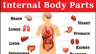 Internal Organs of Human Body parts Name Internal OrgansParts Of Body Name [upl. by Nocaed]