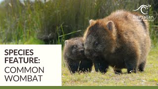 Australias Cutest Animals The Common Wombat  Australian Wildlife Journeys [upl. by Yanrahs]