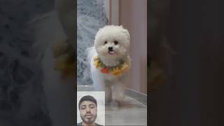 Cute Dog shorts ytshorts funny trending [upl. by Nuawad]