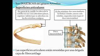 Articulaciones Costovertebrales [upl. by Ekaterina433]