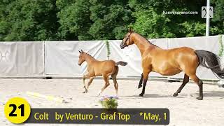 2 Breeders Offer 2024  September 29th  No 21 Videlio by Venturo  Graf Top [upl. by Dorahs]