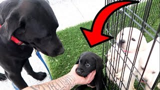 DOG DAD MEETS HIS PUPPIES FOR THE FIRST TIME [upl. by Leumas]