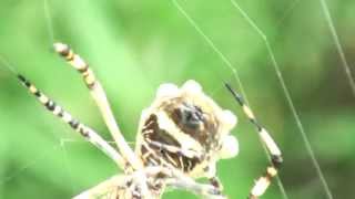 Araña tigre Argiope argentata TEJIENDO SU TELA [upl. by Ariem]