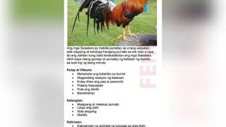 Different types of Gamefowl bloodline characteristics and weaknesses [upl. by Itirp247]