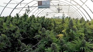 A look inside Jim Belushis 93acre cannabis farm in Southern Oregon [upl. by Anitnuahs]