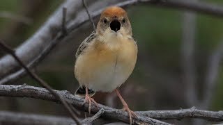 Feeling chirpy – Goldenheaded Cisticola at Pitt Town [upl. by Dazhehs]