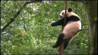 A day with the giant pandas [upl. by Burdett907]