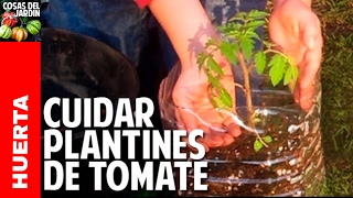 Como cuidar una planta de tomate recien germinada  Riego Sol Transplante cosasdeljardin [upl. by Enileuqaj]