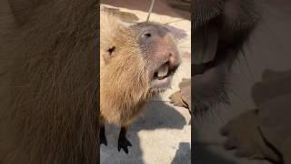 Capybara with coconut fur🥥capybara cute animals zoo travel viralshorts shorts [upl. by Virginia796]