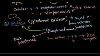 Catalase and oxidase tests [upl. by Rowen]