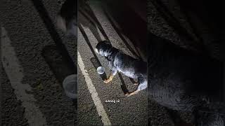 Rottweiler roaming near sarguna veedhi  nagercoil  rescue [upl. by Nywde]