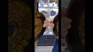 Massive Ammonite Fossil Opening [upl. by Bayer]